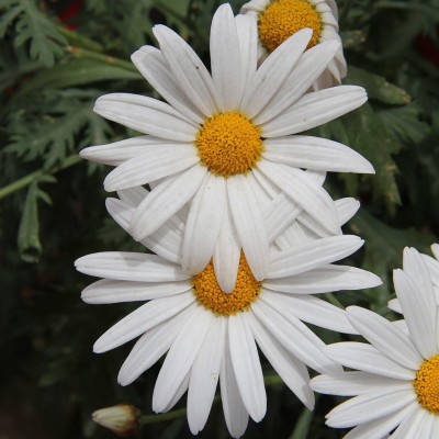 CYBEXIS White Chrysanthemum paludosum Seeds Seed(25 per packet)