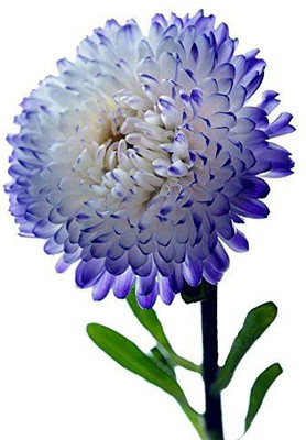 CYBEXIS Hybrid Miracle Daisy Seeds -White and Blue Seed(50 per packet)