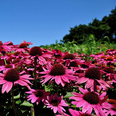 VibeX ® HAU-288-Chrysanthemum seeds, perennial Aster,Fragrant Seeds Blooms Seed(30 per packet)
