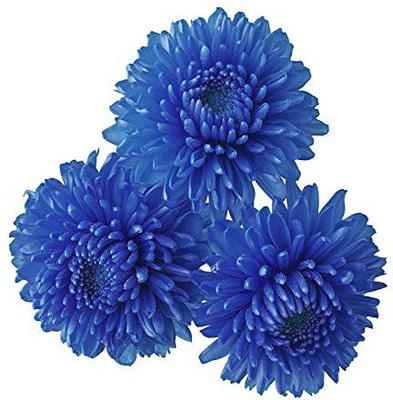 prev Chrysanthemum Seed(20 per packet)