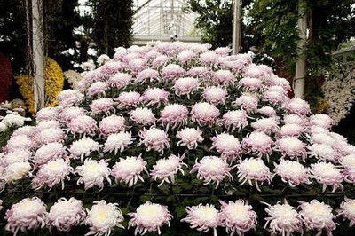 CYBEXIS Chrysanthemum Gaint Flowering Varieties Air Purifier Seed(25 per packet)