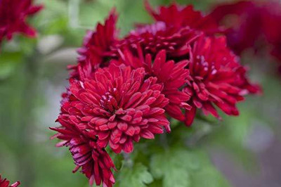 VibeX Chrysanthemum Seed(25 per packet)