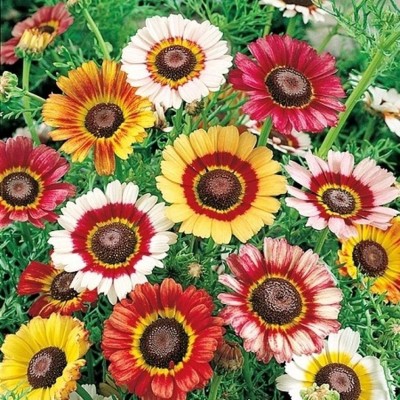 VibeX ® NBRI-156-Chrysanthemum Carinatum Painted Daisy Seeds - Tri-Colour Flowers Seed(5 per packet)