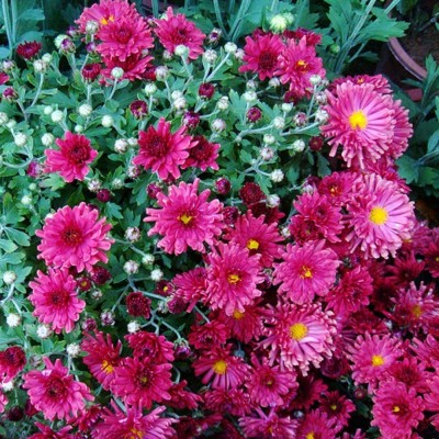 CYBEXIS Rose Red: Afco Ground-Cover Chrysanthemum Seeds Seed(50 per packet)