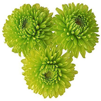 CYBEXIS Miracle Daisy Chrysanthemum Seeds - Green Seed(50 per packet)