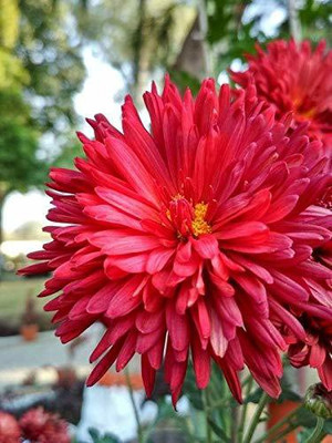 VibeX Chrysanthemum Seed(50 per packet)