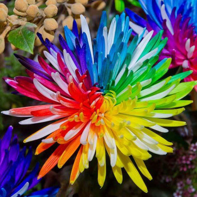 CYBEXIS Mixed Chrysanthemum Flower Seeds Seed(50 per packet)