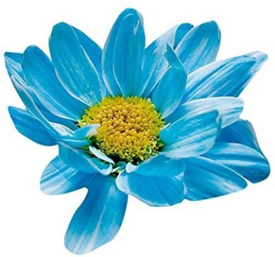 VibeX Chrysanthemum Seed(100 per packet)