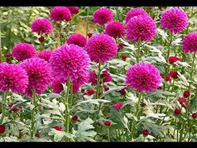 CYBEXIS Chrysanthemum Gaint Flowering Varieties Air Purifier Seed(50 per packet)