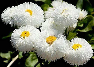 VibeX ™ HAU-1043-Daisy Chrysanthemum Seeds - White seeds Seed(25 per packet)