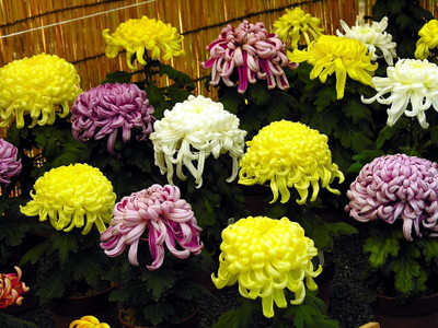 VibeX Chrysanthemum Seed(80 per packet)