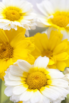 WILLVINE XLR-350 Flower Seeds chrysanthemum annual mix Color Seed(25 per packet)