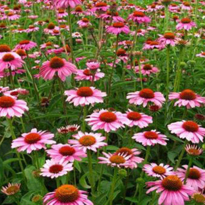 CYBEXIS Cone chrysanthemum seeds, perennial cold-resistant Seed(50 per packet)