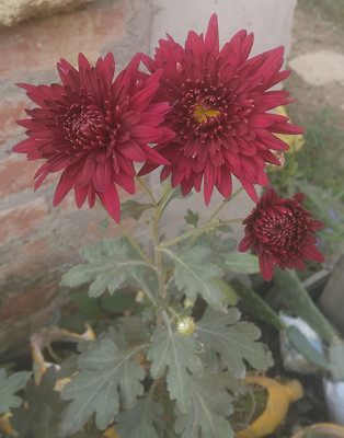 prev Chrysanthemum Seed(10 per packet)