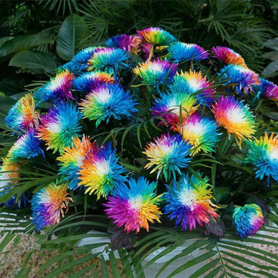 CYBEXIS Rainbow Rare Chrysanthemum Flower Seeds Seed(50 per packet)