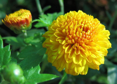 CYBEXIS Chrysanthemum Morifolium Flower Seeds Seed(50 per packet)