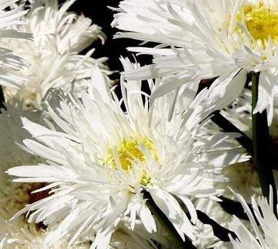 VibeX ® NBRI-76-Crazy Seeds - Chrysanthemum Maximum fl.pl Seed(10 per packet)