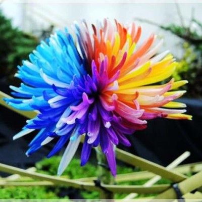 CYBEXIS Dwarf Rainbow Rare Chrysanthemum Flower Seeds Seed(50 per packet)