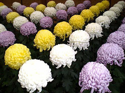 CYBEXIS Chrysanthemum Gaint Flowering Varieties Air Purifier Seed(1 g)