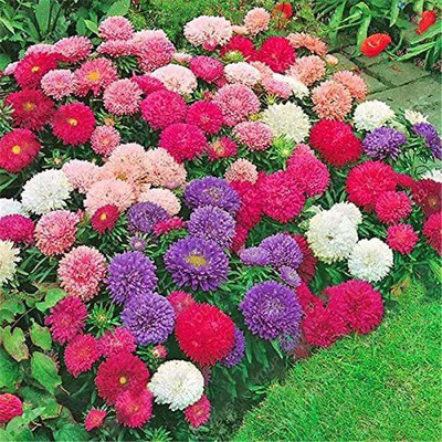 VibeX Chrysanthemum Seed(5 per packet)