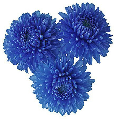 VibeX Chrysanthemum Seed(15 per packet)