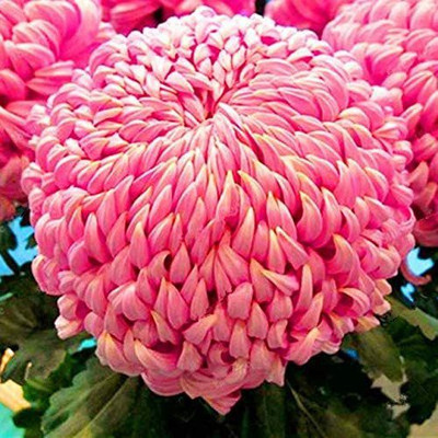 CYBEXIS Chrysanthemum Aster Seeds Perennial Flower Seeds Seed(1 g)