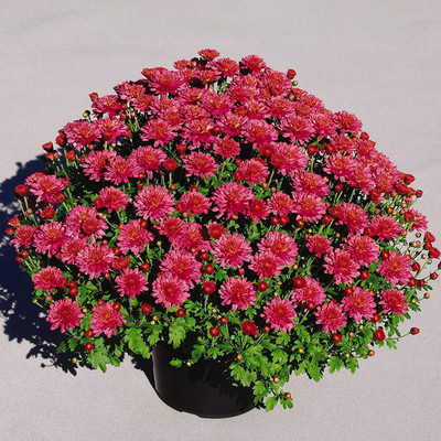 CYBEXIS Chrysanthemum Purple Seeds Seed(25 per packet)