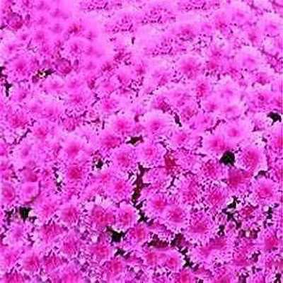 VibeX Chrysanthemum Seed(40 per packet)