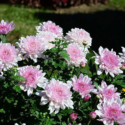 VibeX Chrysanthemum Seed(20 per packet)