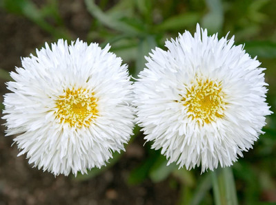 CYBEXIS Crazy Daisy, Snowdrift Seeds - Chrysanthemum Maximum fl.pl Seed(50 per packet)