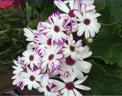CYBEXIS Chrysanthemum Potmum Seed(50 per packet)