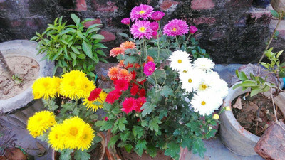 VibeX Chrysanthemum Seed(10 per packet)