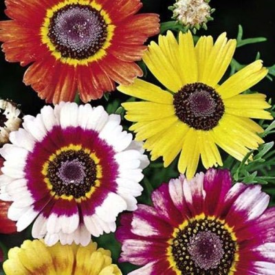 VibeX NBRI-1061-CHRYSANTHEMUM CARINATUM MIXED FLOWER SEEDS Seed(20 per packet)