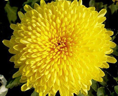 CYBEXIS Air Purifier Yellow Chrysanthemum Morifolium Seed(50 per packet)