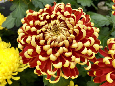 CYBEXIS Rare Bicolor Red Yellow Chrysanthemum Morifolium Flower Seed(1 g)