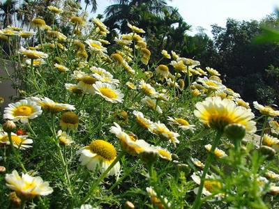 CYBEXIS Chrysanthemum Flower Seed, Annual Mixed Seed(50 per packet)