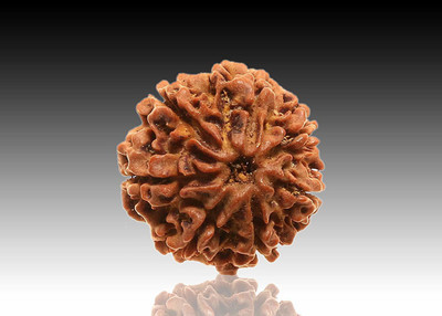 Rudram 7 mukhi Rudraksha Brown001 Wood Pendant