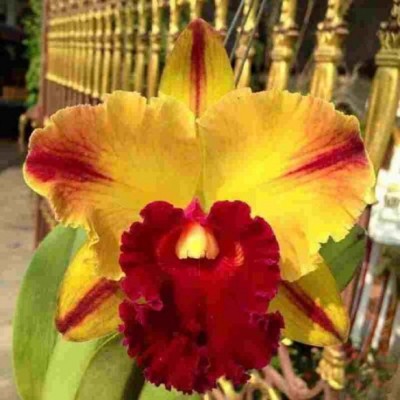 Exotica Orchids Orchid Plant(Hybrid, Pack of 1)