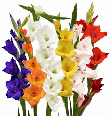Sjeme GLADIOLUS, FLOWER BULB Seed(22 per packet)