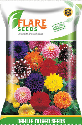 FLARE SEEDS DAHLIA MIXED Seed(50 per packet)