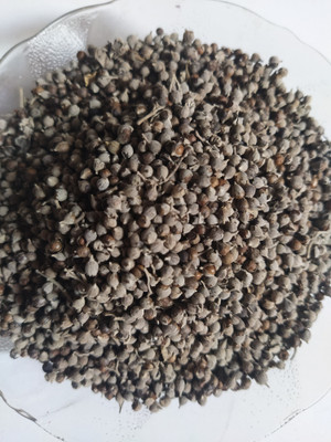 AmbeStore Nirgundi Seeds Seed(400 per packet)