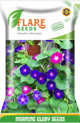 FLARE SEEDS MORNING GLORY MIXED Seed(50 per packet)