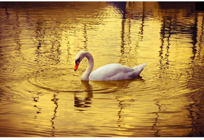 https://rukminim1.flixcart.com/image/400/400/kfzq8i80/sticker/j/q/v/white-swan-in-golden-background-peel-stick-vinyl-wall-sticker-original-imafwbzmfghv8zhd.jpeg?q=90