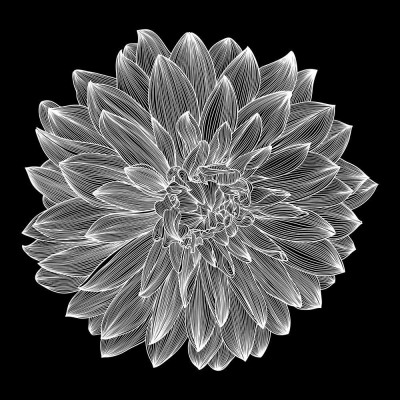 Artzfolio 106.68 cm Black & White Photo of Dahlia Flower Peel & Stick Vinyl Wall Sticker 42inch x 42inch (106.7cms x 106.7cms) Self Adhesive Sticker(Pack of 1)