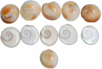 Akshayshree Sales 11 Pc SmallSize Gomti Chakra 1.5 cm (small size) Stoneware Yantra(Pack of 1)