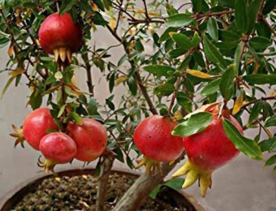 Entacloo Pomegranate Plant(Hybrid, Pack of 1)