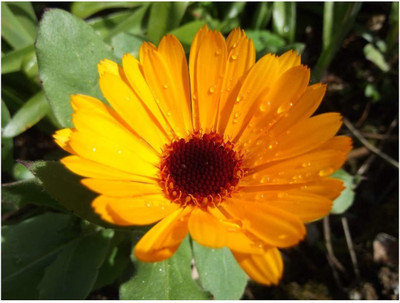VibeX Calendula - NOVA Seed(15 per packet)