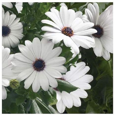 VibeX Osteospermum ecklonis/Cape Daisy/Seeds Seed(5 per packet)