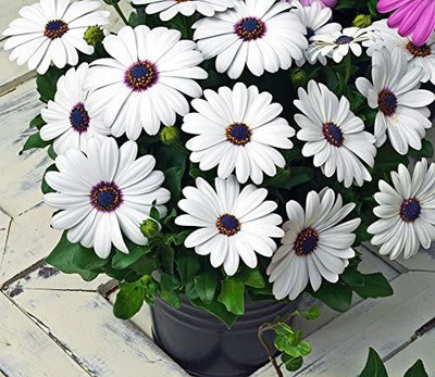 CYBEXIS Sky and Ice Osteospermum Ecklonis White Purple Eye Heirloom Seeds Seed(50 per packet)