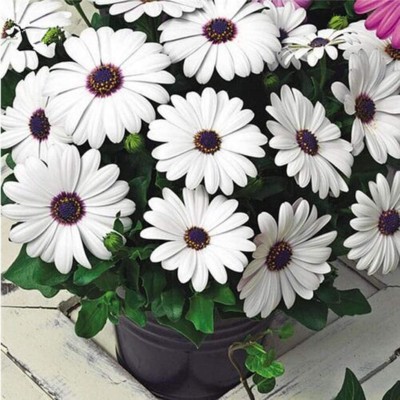 CYBEXIS Daisy Seeds Osteospermum Seeds Mix Color Flower Seed(50 per packet)